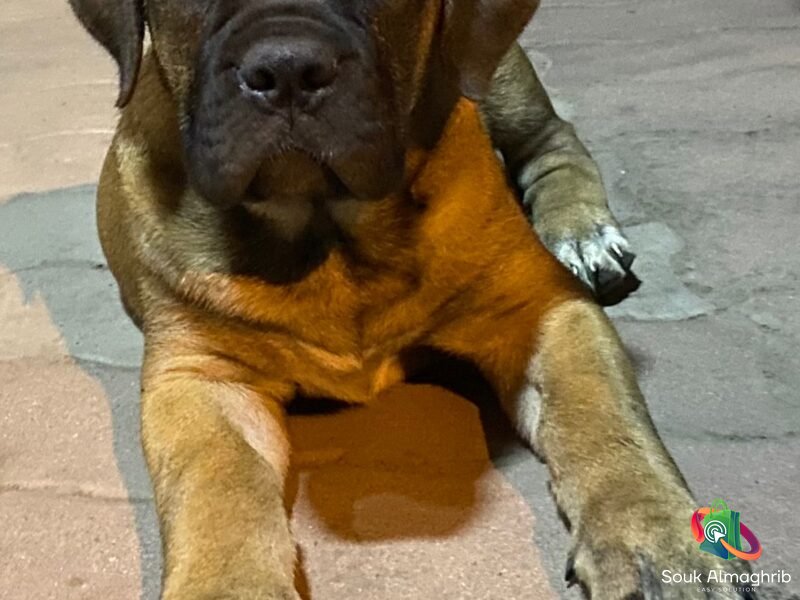 Cane Corso à Vendre - chien à vendre Maroc