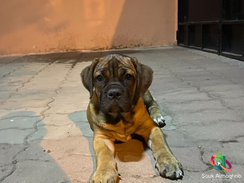 Cane Corso à Vendre - chien à vendre Maroc