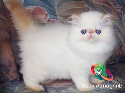 Persan chaton - Chat à vendre Maroc