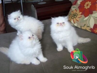 Persan kitten - Annonce du Maroc سوق المغرب