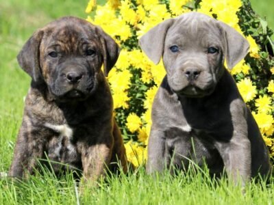 Cané Corso chiots race pure - Petites Annonces Animaux au Maroc