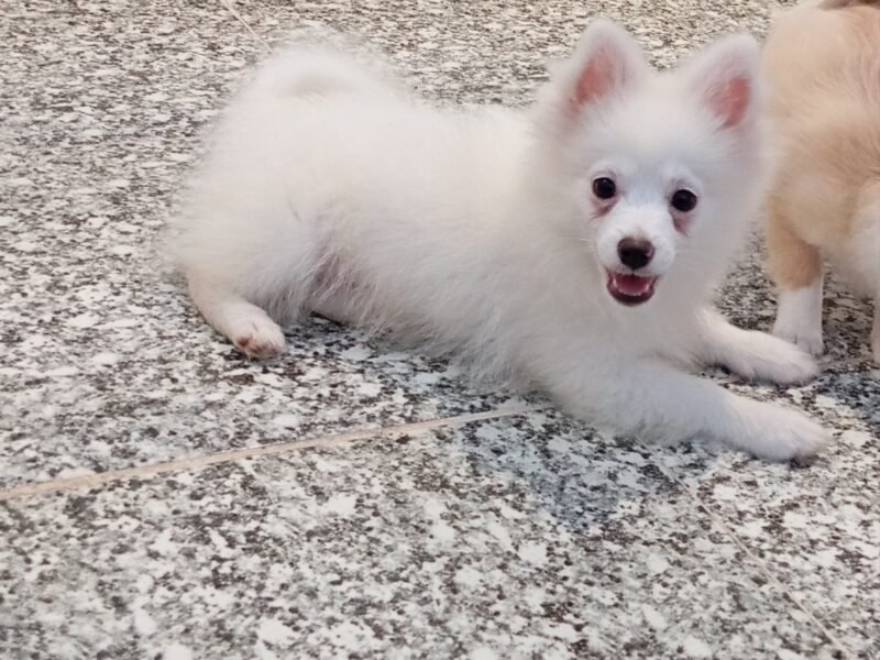 Mâle spitz Poméranian - Petites annonces animaux au Maroc