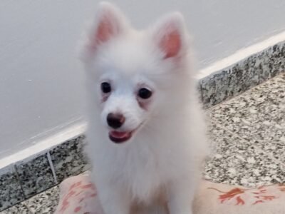 Mâle spitz Poméranian - Petites annonces animaux au Maroc