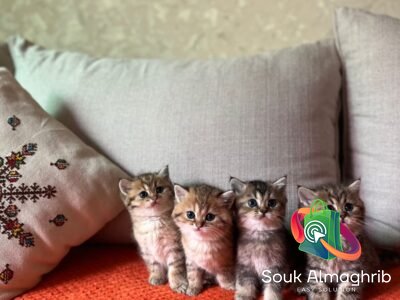 British cats à vendre - Chat à vendre Maroc