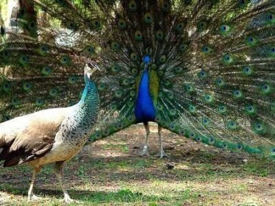 Oiseaux d'Ornement - Paons