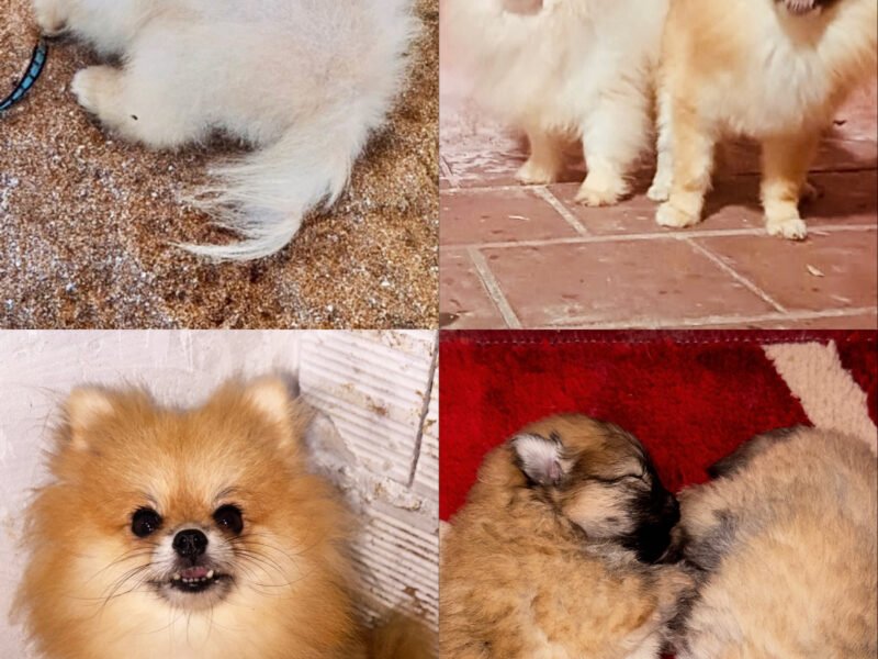 Spitz - chien à vendre Maroc