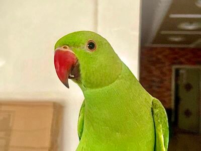 Perroquet perruche à collier Casablanca - Annonce au Maroc سوق المغرب