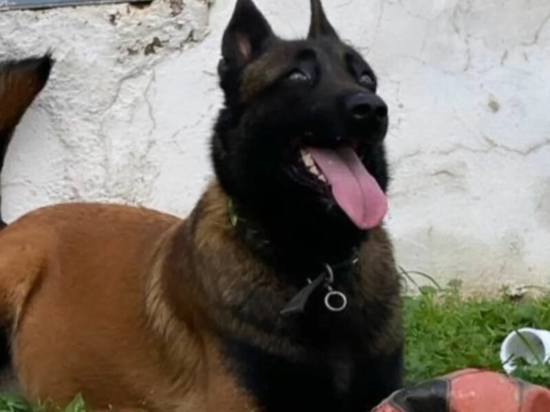 MALINOIS CHARBONE - Petites Annonces du Maroc