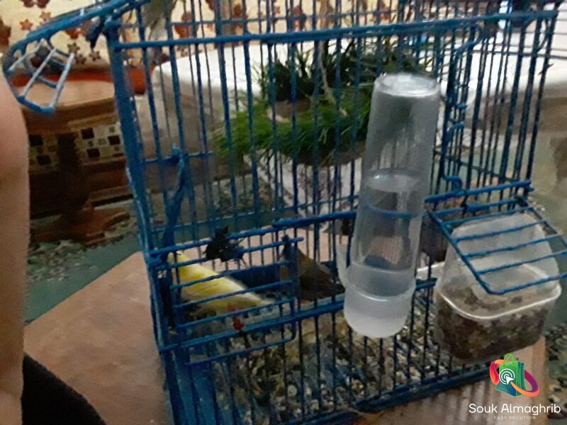 Oiseau canari male - Petite Annonce au Maroc