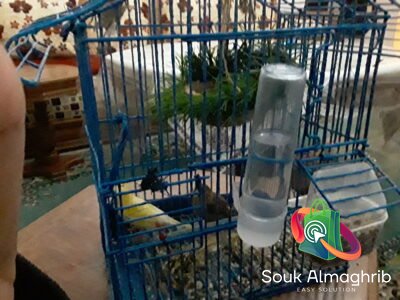 Oiseau canari male - Petite Annonce au Maroc