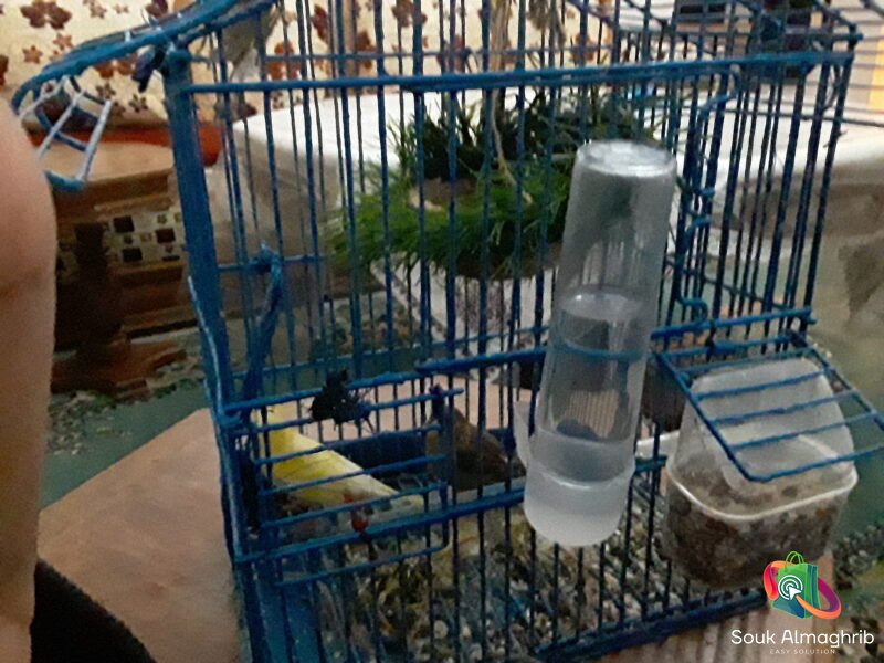 Oiseau canari male - Petite Annonce au Maroc