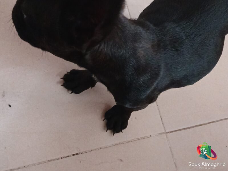 Bulldog Francais - Annonce Maroc