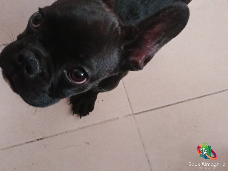 Bulldog Francais - Annonce Maroc