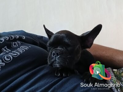 Bulldog Francais - Annonce Maroc