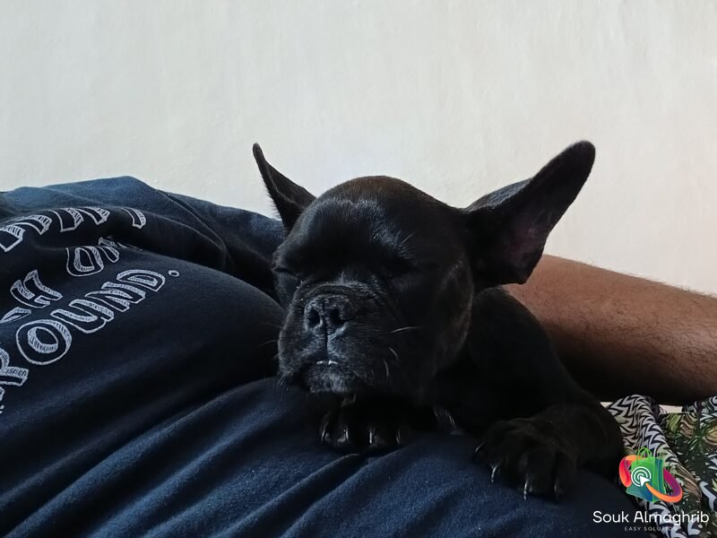 Bulldog Francais - Annonce Maroc