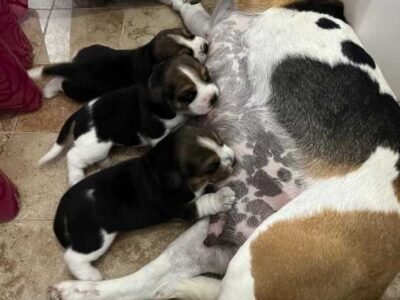 Magnifique portée de Beagle