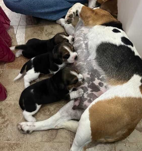 Magnifique portée de Beagle