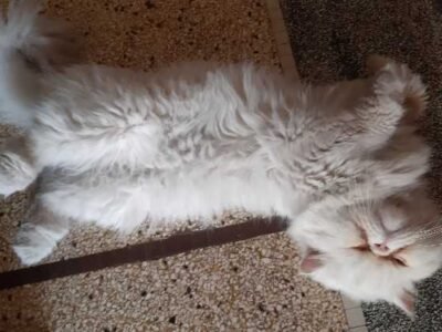 Male chat persan de pure race - Chat à vendre Maroc