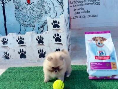 Spitz - chien à vendre Maroc