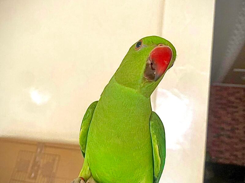 Perroquet perruche à collier Casablanca - Annonce au Maroc سوق المغرب