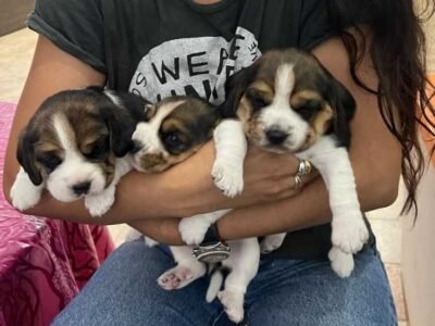 Magnifique portée de Beagle