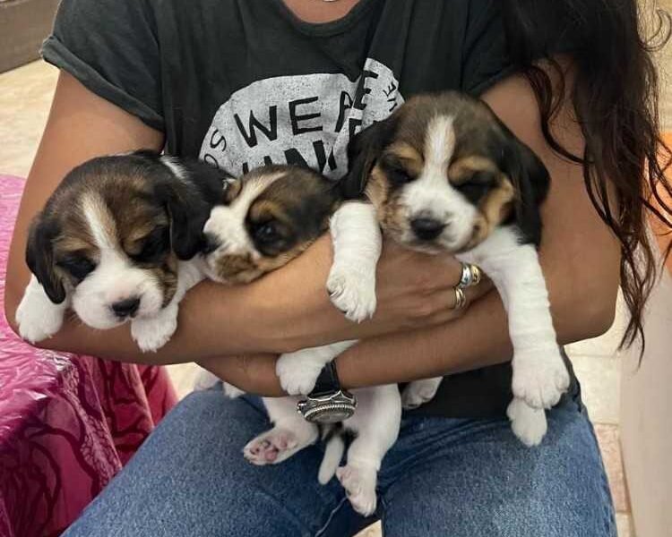 Magnifique portée de Beagle