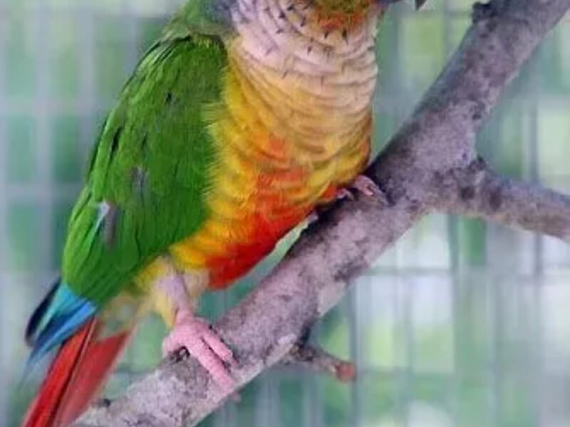 Oiseaux dressé Casablanca