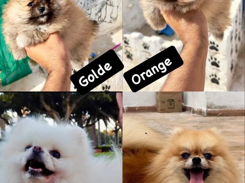 Spitz - chien à vendre Maroc