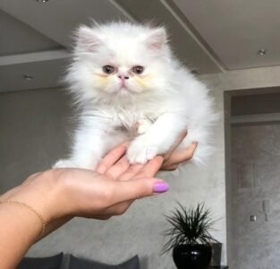 Persian cat à vendre - Chat à vendre Maroc