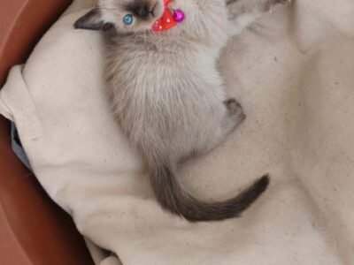 Balinais chaton - Chat à vendre Maroc