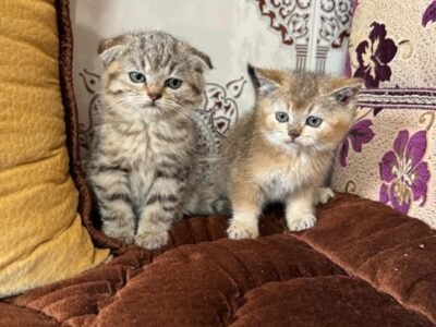 Chatons scottish de deux mois - Chat à vendre Maroc