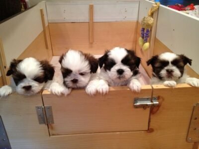 Puppy’s shih tzu