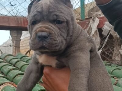 Cane corso - Petite Annonce au Maroc
