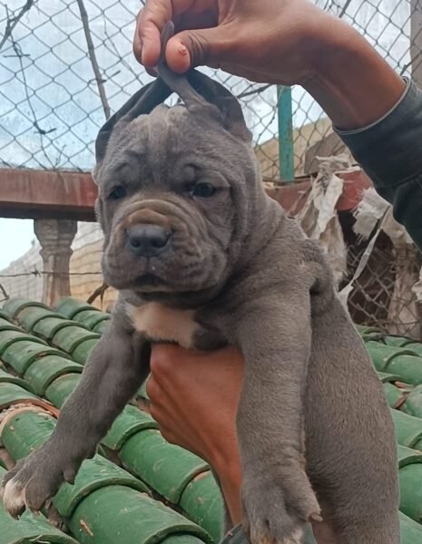 Cane corso - Petite Annonce au Maroc