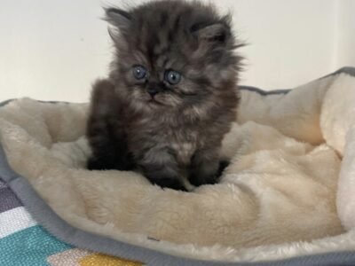 Chaton Persan - Chat à vendre Maroc