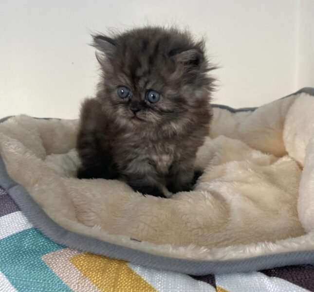 Chaton Persan - Chat à vendre Maroc