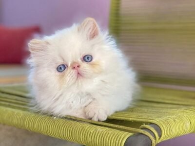 Chatons persan - chat à vendre Maroc