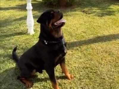 Rottweiller Maroc