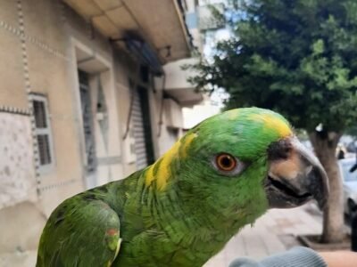 Perroquet amazoni