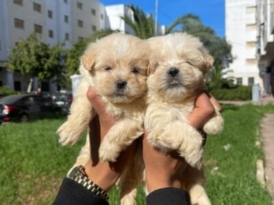 Bichon havanais - chien à vendre Maroc