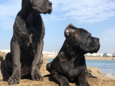 Cani corso pure race