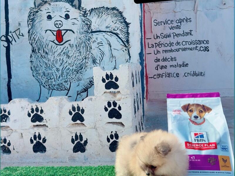 Spitz - chien à vendre Maroc