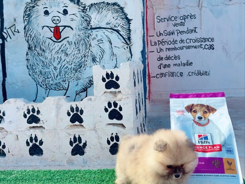 Spitz - chien à vendre Maroc