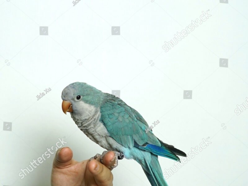 Oiseaux dressé Casablanca