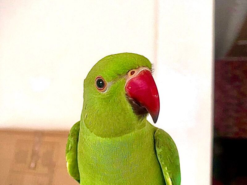 Perroquet perruche à collier Casablanca - Annonce au Maroc سوق المغرب