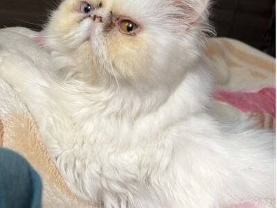 Vente chat persan - Chat à vendre Maroc