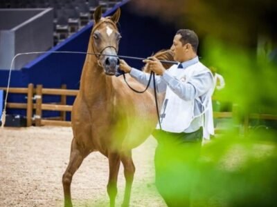 Jument pur sang arabe