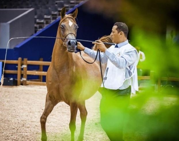 Jument pur sang arabe