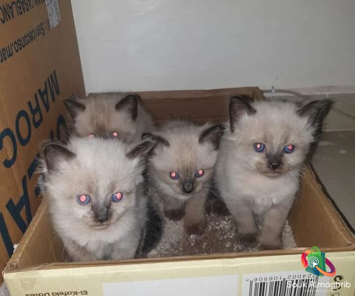 Petits chats siamois - Chat à vendre Maroc