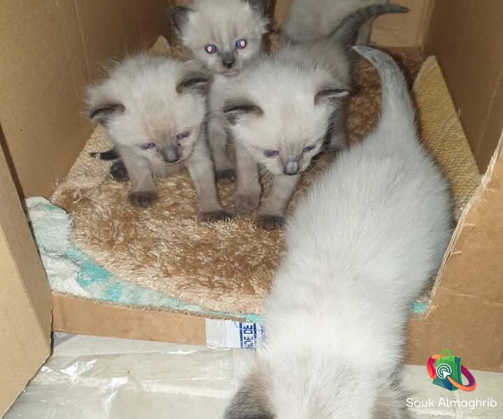Petits chats siamois - Chat à vendre Maroc
